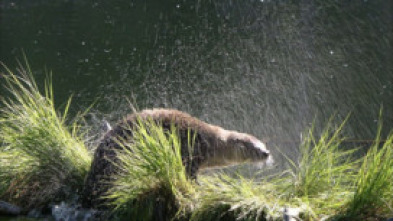 Imagen de Un año en la vida de una nutria - 5