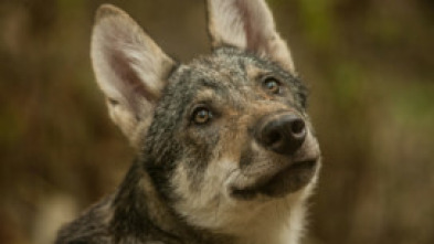 Imagen de Depredadores de los...: El reino del lobo - 5