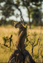 Imagen de Predador vs. presa: Leopardo - 5