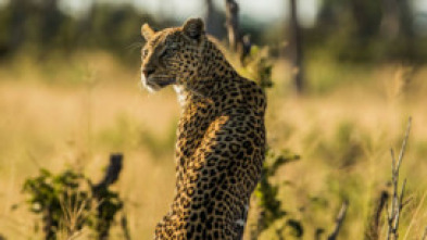 Imagen de Predador vs. presa: Leopardo - 6