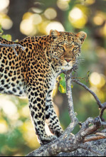 Imagen de Els contes africans de la Maleika: Sobreviure al Kalahari - 4