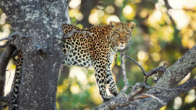 Imagen de Els contes africans de la Maleika: Sobreviure al Kalahari - 5
