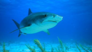 Imagen de Depredadores marinos - 7