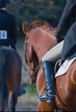 Imagen de OXER Hípica (2025): CSI Madrid. Longines Global Champions Tour GP - 4