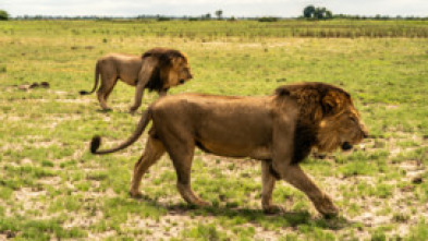 Imagen de Okavango: el río de los sueños  - 5