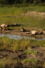 Imagen de La vida als rius africans: Riu Zambeze - 4