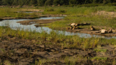 Imagen de La vida als rius africans: El riu Okavango - 5