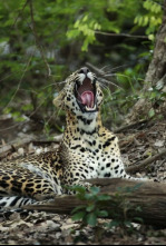 Imagen de Panteras: Jaguar. El espíritu de la selva - 4