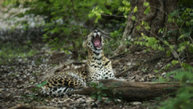 Imagen de Panteras: Guepardo. El más veloz de los felinos - 5