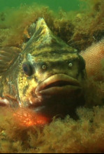 Imagen de Una historia de peces - 4