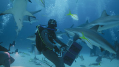 Imagen de Investigación: ataques...: Problemas en el Golfo - 6