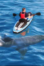 Imagen de Cuando los tiburones...: Sharktober - 6