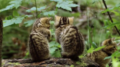 Imagen de Pequeños felinos, grandes personalidades - 5