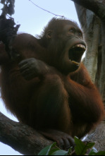 Imagen de Planeta selva - 13