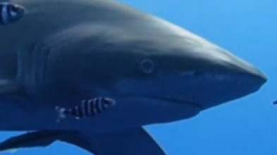 Imagen de Los tiburones del mar Rojo - 5