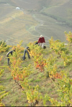Imagen de Priorat - 4