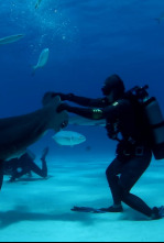 Imagen de Los tiburones más buscados - 7