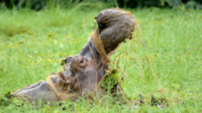 Imagen de La isla de los hipopótamos - 5