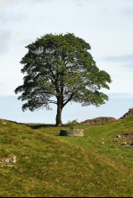 Imagen de The Sycamore Gap: From Roots to Ruin - 4