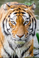 Imagen de Veterinario en la... (T1): Ep.44 - 4