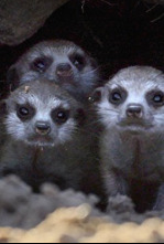 Imagen de Iconos de la Vida...: Grandes felinos de África - 4