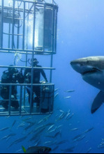 Imagen de Open Water: Inmersión extrema - 4