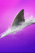 Imagen de Tiburones adictos - 7