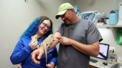 Imagen de Veterinarios de... (T4): Las gallinas se complican - 6