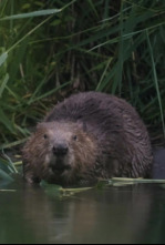 Imagen de Castor, un superhéroe de la naturaleza - 4