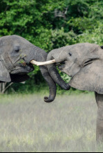 Imagen de Gigantes de los ríos de África - 4