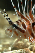 Imagen de Cazadores del arrecife - 4