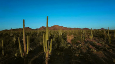Imagen de Wild México: Encrucijada en el oasis - 5