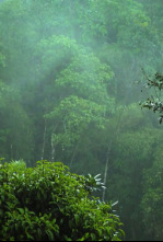 Imagen de Arbres genials - 4