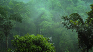 Imagen de Arbres genials - 5