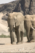Imagen de El reino del desierto de Namibia - 4