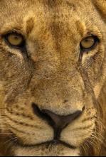 Imagen de Juego de leones - 4