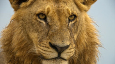 Imagen de Juego de leones - 5