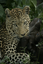 Imagen de Una odisea felina - 7
