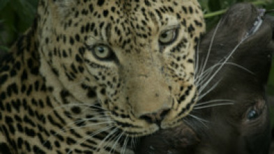 Imagen de Una odisea felina - 8