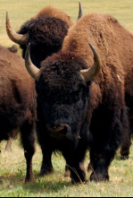 Imagen de El bisonte: emblema de Estados Unidos - 4