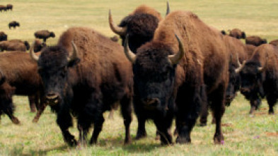Imagen de El bisonte: emblema de Estados Unidos - 5