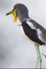 Imagen de La vida en el...: La abrasadoras llanuras del guepardo - 4