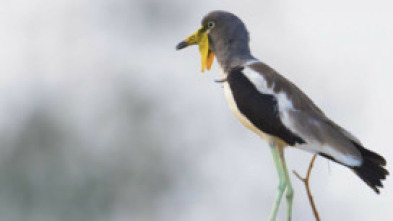 Imagen de La vida en el...: El difícil territorio de los licaones - 5