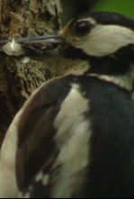 Imagen de Catalunya salvatge: Horitzons esteparis - 4