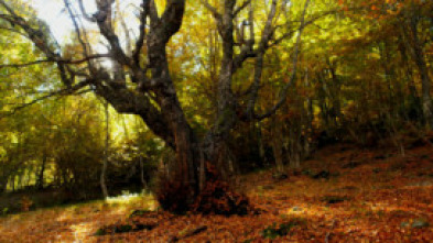 Imagen de El señor de los bosques - 5