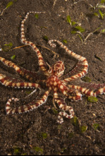 Imagen de Los secretos naturales...: Supervivientes de montaña - 5