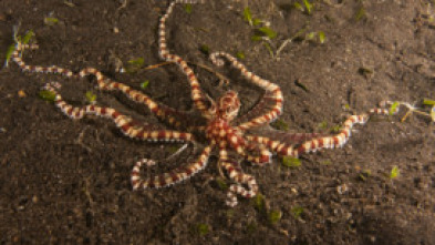 Imagen de Los secretos naturales...: Supervivientes de montaña - 6