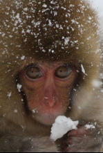 Imagen de Animales adorables - 4