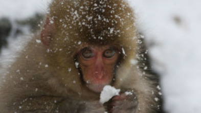 Imagen de Animales adorables - 5