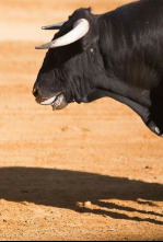 Imagen de Toros desde Barcarrota - 4
